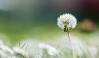 蒲公英花能吃吗（蒲公英花能吃吗有什么功效）