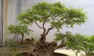 黄荆树桩盆景怎样栽种 黄荆树桩盆景怎样栽种大头向下还是宽面向下