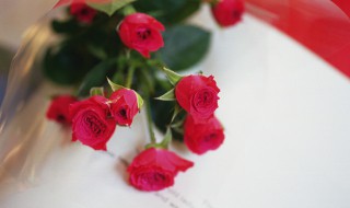玫瑰花老桩要怎么种（玫瑰花老桩要怎么种植才能快速发芽）