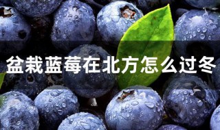 北方种植蓝莓怎么越冬 蓝莓在北方怎么种