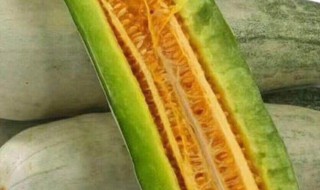 羊角蜜的籽为什么是苦的（羊角蜜的籽为什么是苦的味道）