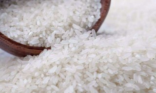 大米有虫子了怎样处理（大米有虫子了怎样处理好）