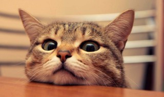 梦到被猫咬是什么意思（经常梦到被猫咬是什么意思）
