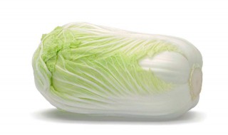 白菜怎么种植方法（白菜怎么种植方法农家）