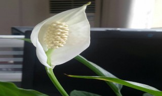 一帆风顺的养殖方法和注意事项（一帆风顺的养殖方法和注意事项 盆栽）