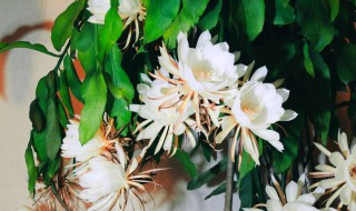 昙花的养殖方法和注意事项 昙花的养殖方法和注意事项 盆栽