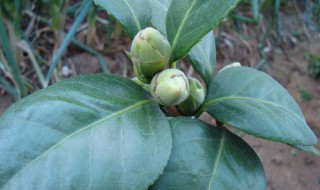 茶花掉叶子的补救方法（茶花叶子干枯一碰就掉怎么补救）