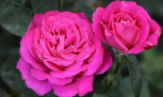 哪些花四季可种 什么花四季都可以种