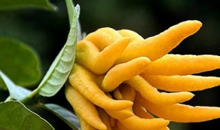 佛手花养殖方法 佛手花养植方法