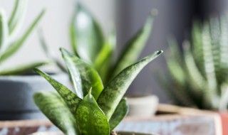 矮脚虎尾兰养殖方法 矮脚虎尾兰养殖方法视频
