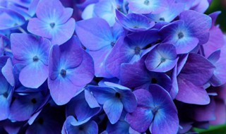 花卉绣球的养殖方法（花卉绣球的养殖方法和技术）