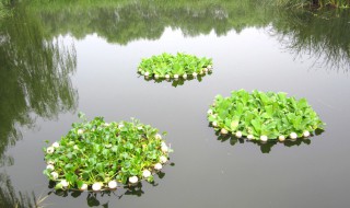 浮岛种植方法与技巧（浮岛种植植物选择）