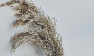芦苇制作干花的方法（芦苇制作干花的方法有哪些）