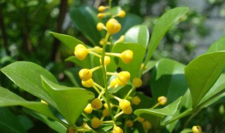 米兰花春季养护方法 米兰花春季怎么养护