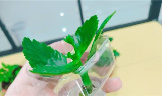 水培油葵芽简单方法（水培油葵芽简单方法图片）