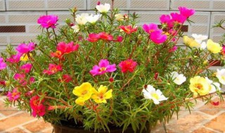 花长虫子怎么处理 花长虫子怎么处理最好