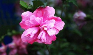 木槿花养护方法大全 木槿花怎样养殖和护理