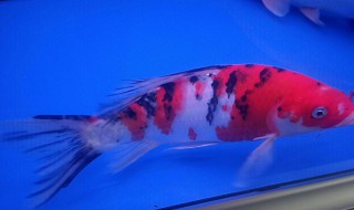 锦鲤死了怎么处理鱼缸 锦鲤鱼死了对家庭什么征兆
