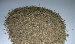 茴香炒盐的正确方法（茴香炒盐的正确方法视频）