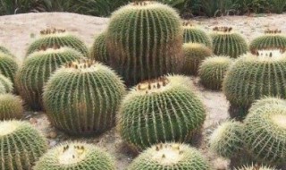 仙人球种植方法要点 仙人球种植技巧
