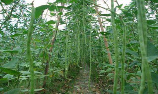 黄金钩豆角的种植方法 黄金钩豆角的种植方法和产量