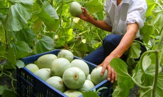 甜瓜小苗期施肥方法 甜瓜育苗期怎样施肥