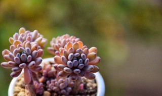 玉露开花干枯后怎么处理（玉露开花干枯后怎么处理最好）