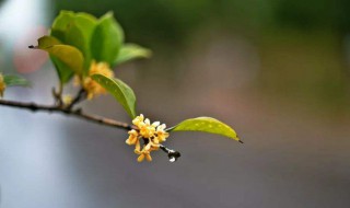 桂花花语 桂花的花语是什么,象征了什么?