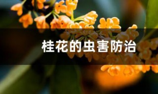 桂花树的病虫害防治（桂花树的病虫害防治方法）