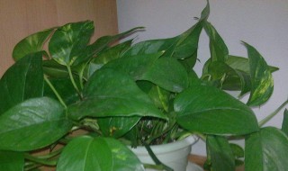植物营养液如何使用 植物营养液如何使用养绿萝