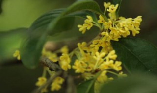 盆栽桂花树种植技术与注意事项 盆栽桂花树的养殖方法和注意事项