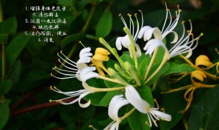 金银花蒸好还是不蒸好 金银花怎样晒干不变色