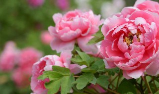 牡丹花有白虫怎么处理（牡丹花有小白虫怎么处理）