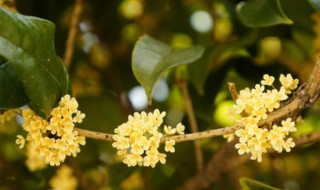 桂花什么季节开（桂花什么季节开的几月份开的）