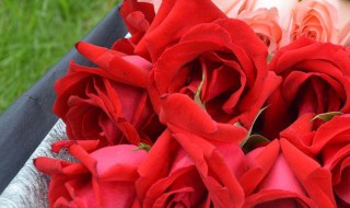 19朵粉色玫瑰花代表什么意思（33朵粉色玫瑰花的花语）