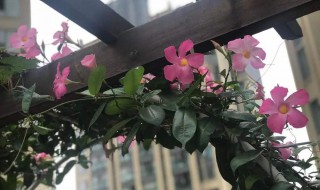 飘香藤的养殖方法和注意事项（盆栽飘香藤的养殖方法和注意事项）