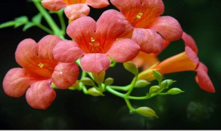 凌霄花的养殖方法 爬藤凌霄花的养殖方法