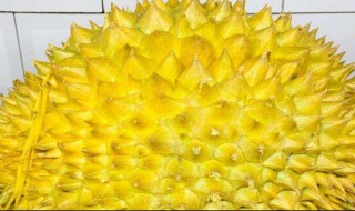 怎样挑榴莲 怎样挑榴莲肉多又好吃