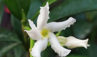风车茉莉的养殖方法（风车茉莉的养殖方法和注意事项有哪些）