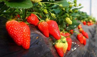 草莓籽怎么种植方法 草莓籽怎么种植方法 在家盆栽