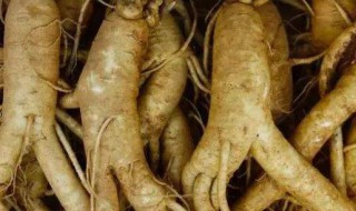 人参的作用与功效及食用方法 人参的作用与功效及食用方法视频