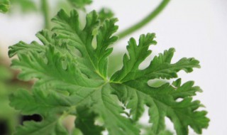 驱蚊草的养殖方法 驱蚊草的养殖方法爆盆
