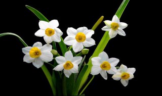水仙花水培养殖方法（水仙花水培养殖方法视频）