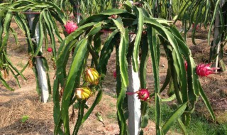 火龙果家庭种植方法 火龙果家庭种植方法视频