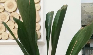 一叶兰的养殖方法和注意事项 一叶兰的养殖方法和注意事项有哪些夏季