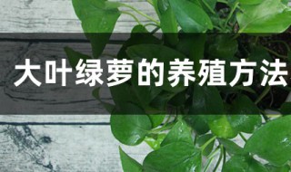 大叶绿萝的养殖方法和注意事项（大叶绿萝的养殖方法和注意事项有哪些）