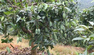芒果种子盆栽种植方法 芒果种子盆栽种植方法多久结果