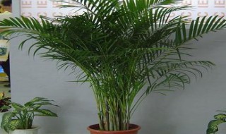 夏威夷竹子的养殖方法和注意事项（夏威夷竹子的养殖方法和注意事项视频）