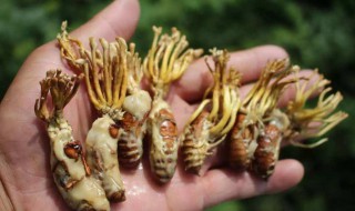 蝉花的食用方法 蝉花的食用方法图片