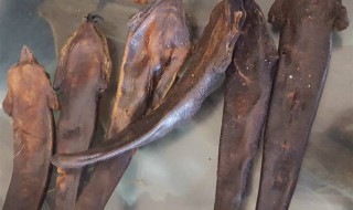 鹿尾巴的功效与作用及食用方法 鹿尾巴的功效与作用及食用方法材禁忌